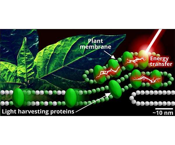 Starting small to answer the big questions about photosynthesis