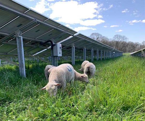 Combining solar panels and lamb grazing increases land productivity, study finds