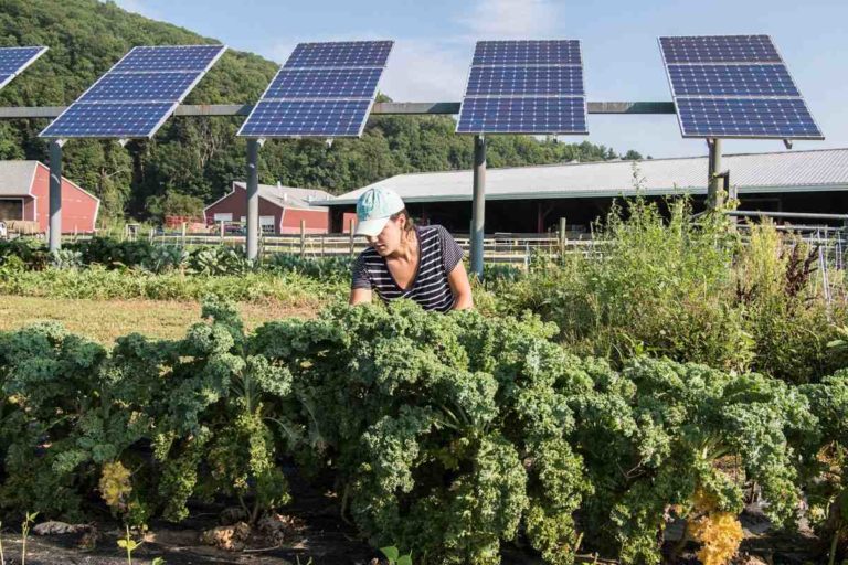 Can dual use of Solar Panels generate energy and share space with farms?