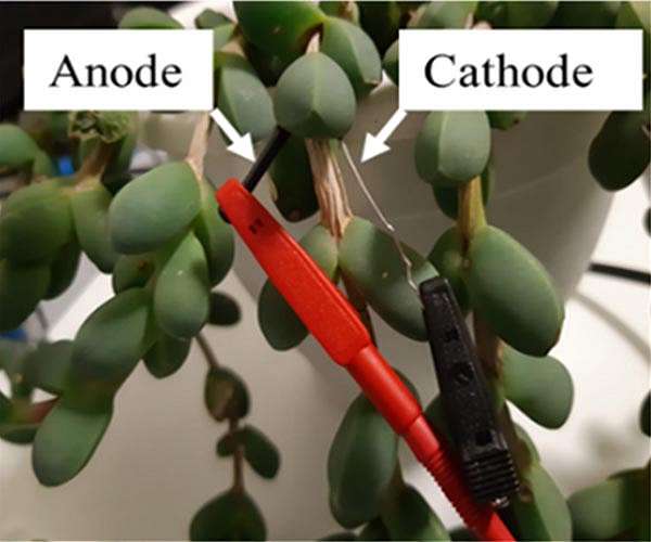 Producing 'green' energy from living plant bio-solar cells
