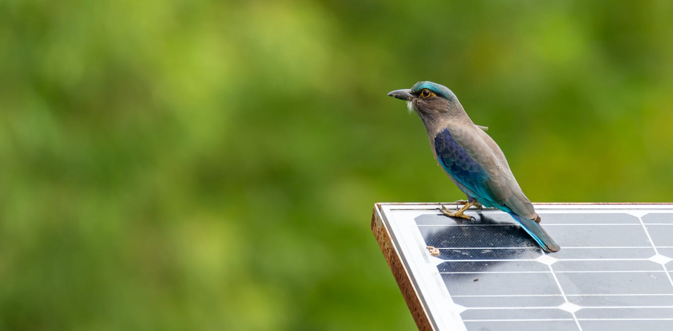 how solar farms can double as havens for our wildlife