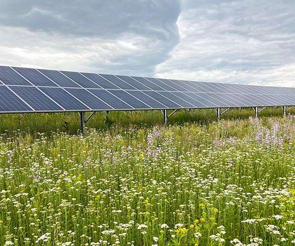 Growing crops at solar farms can boost panel performance, longevity
