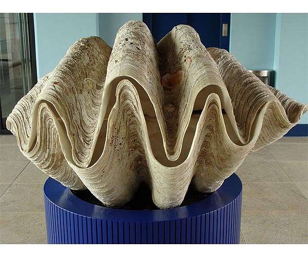 Giant clams may hold the answers to making solar energy more efficient