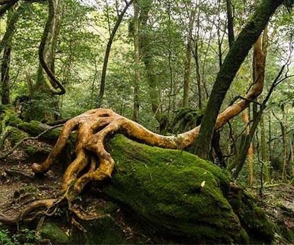 Synthetic rings imitate plant energy systems with molecular precision