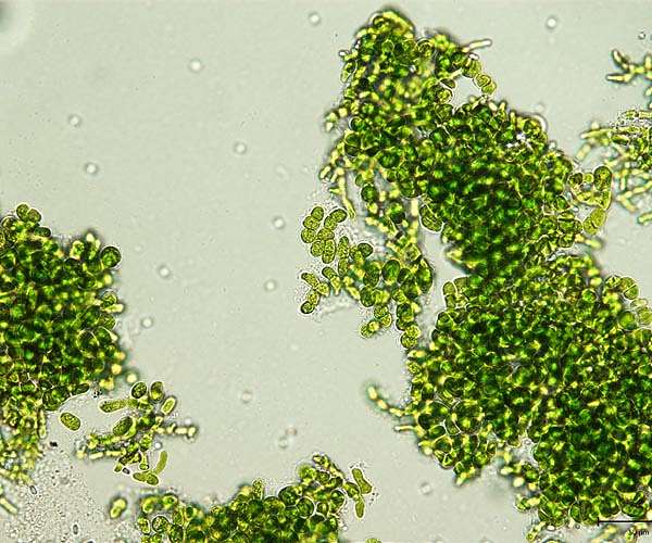 Photosynthetic algae evolve unique pigments to shield from sunlight and boost energy efficiency