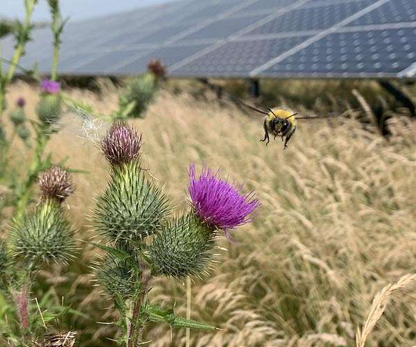 Solar farms poised to shelter Britains bumblebees if managed for biodiversity