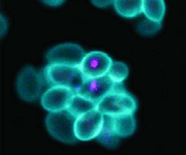 Bacterium Breakthrough Points to New Path for Battery Self-Recycling