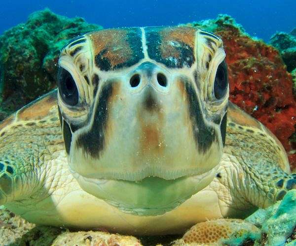 Solar-powered lights keep sea turtles out of fishing nets