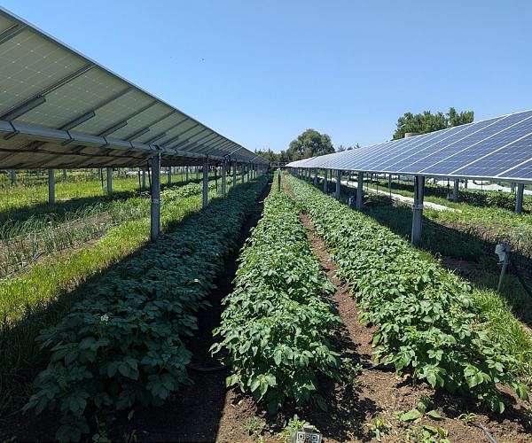 Solar panels over crops ease heat stress for farmworkers