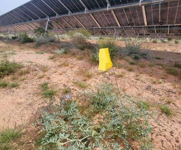 Rare Mojave milkvetch thrives amid Gemini solar array